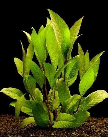 Hygrophila corymbosa - Mokřanka vzpřímená