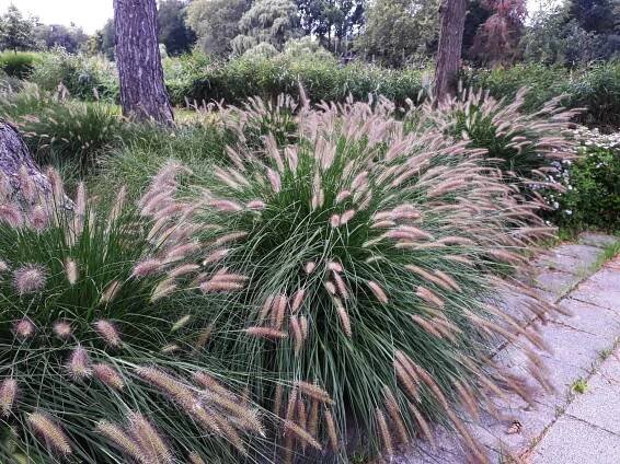 Pennisetum alopecuroides 'Hameln' - Florenium
