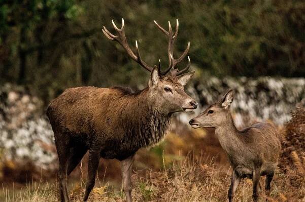 Jelen, Příroda, Srna, Bradgate Park