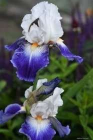 Kosatec Ruban Bleu - Vysoké bradaté kosatce (Iris)
