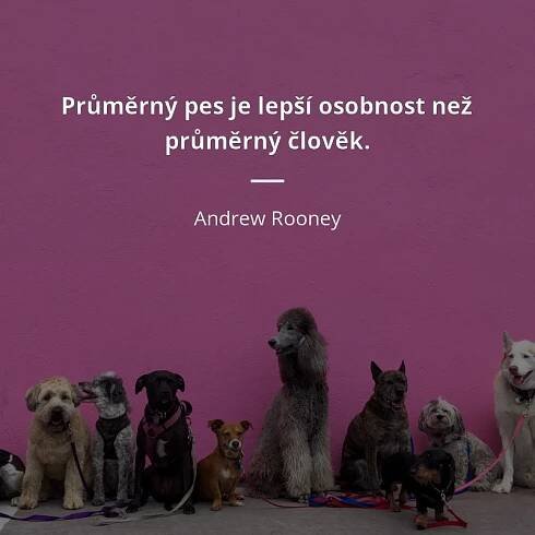 Andrew Rooney citát: „Průměrný pes je lepší osobnost než průměrný člověk.“