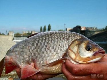 Rybolov v době hájení? | MRK.cz
