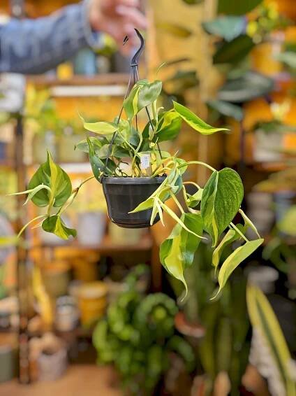 Philodendron Scandens Brasil závěs