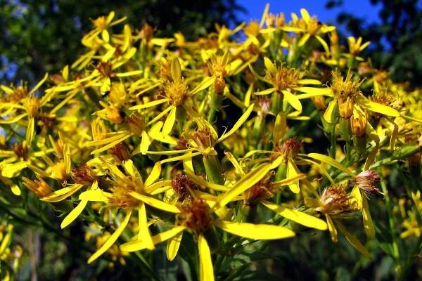 Starček Fuchsův (Senecio fuchsii)