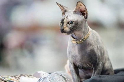Povaha koček Sphynx, otázky péče a údržby, recenze majitelů
