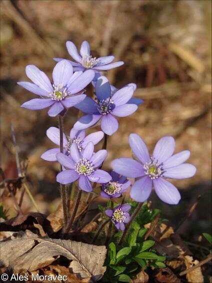Hepatica nobilis – jaterník podléška