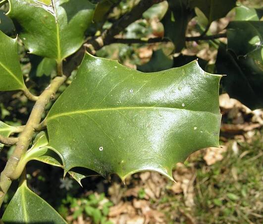 Ilex aquifolium L. - Portale della Flora d'Italia / Portal to the Flora of Italy