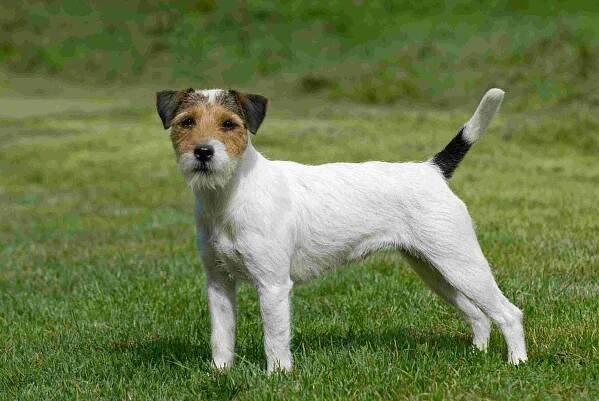 Parson Russell Terrier: popis plemene, postava, péče o vlasy a výchova