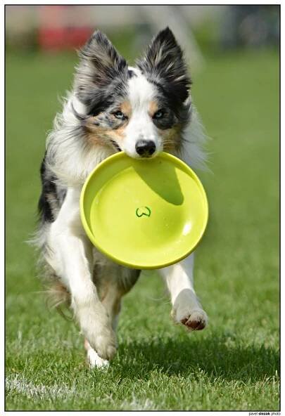 Ulli - Fotoalba - KDDF Tovačov 2013 - mé první letošní dogs frisbee závody