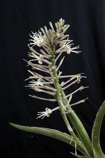 S. gracilis – International Sansevieria Society