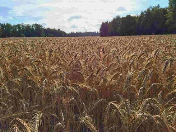 Triticale 87