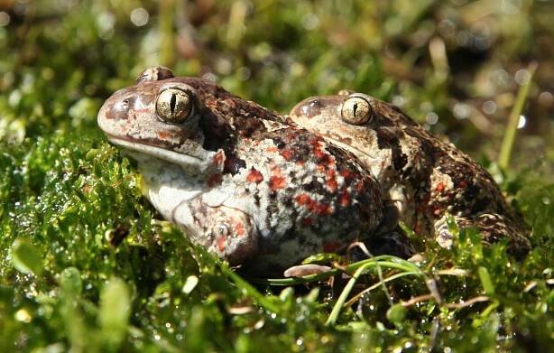 Pelobates fuscus - blatnice skvrnitá