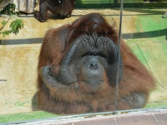 Zoo v Ústí je park pro děti i zvířata