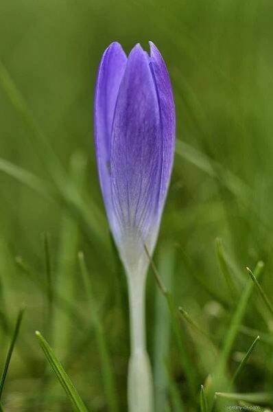 Šafrán jarní Vanguard (Crocus vernus)