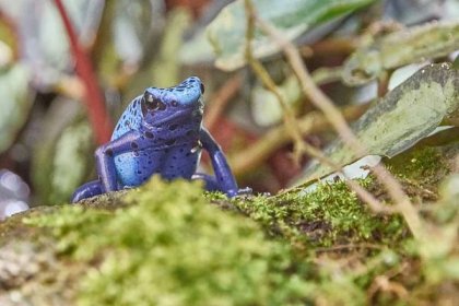 Modrá žába: vlastnosti, stanoviště, krmení a rozmnožování