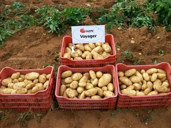 Agroline S.A. | Varieties | Voyager