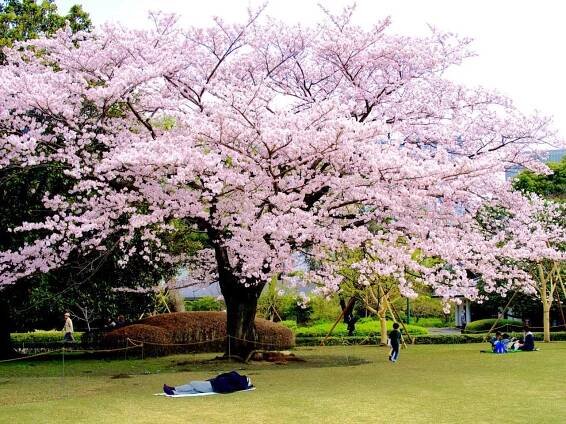 2023 guide to cherry blossom in Japan | To Europe and Beyond