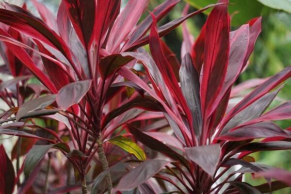 A close up horizontal image of a bright and deep red cordyline ti plant growing outdoors pictured on a soft focus background.