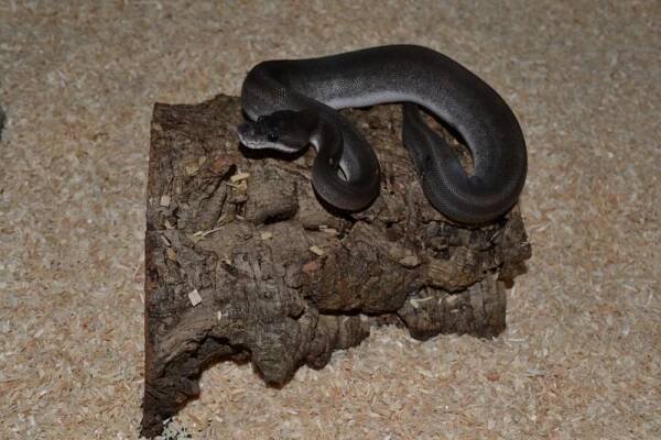 Lesser Pewter