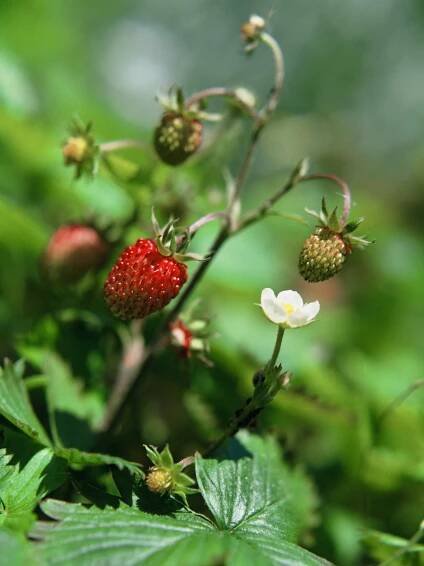 Jahodník obecný/Fragaria vesca