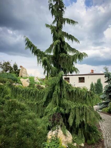 CYPŘIŠEK nutkajský PENDULA