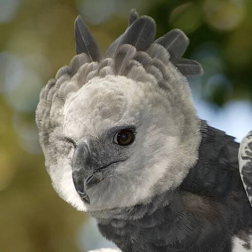 Harpy Eagle