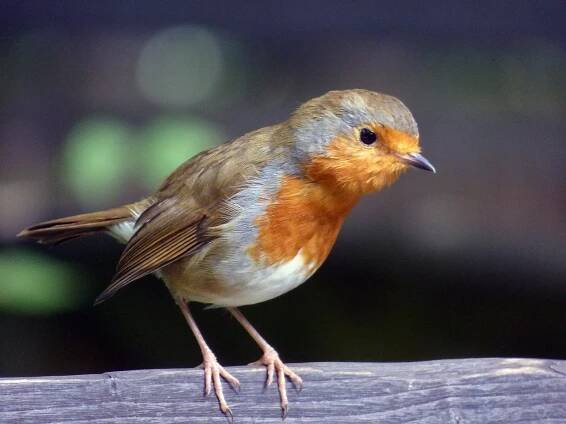 Download free HD stock image of Robin Red
