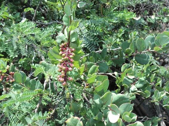 Stegnosperma