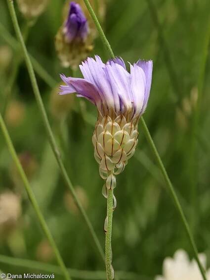 Catananche caerulea – poblekla modrá