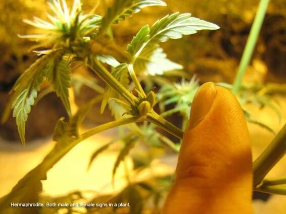 Hermaphrodite cannabis plant signs