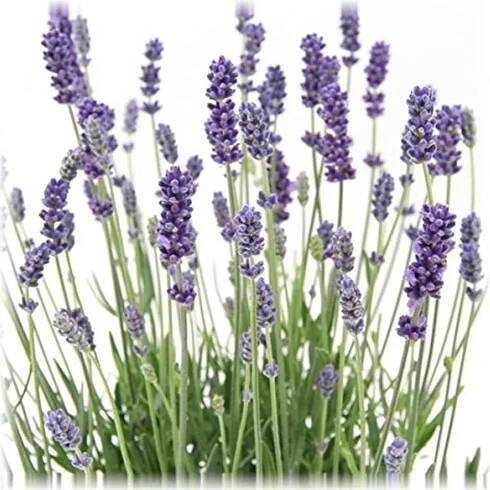6 Rostliny Levandule úzkolistá (Lavandula angustifolia) Obrázek produktu 