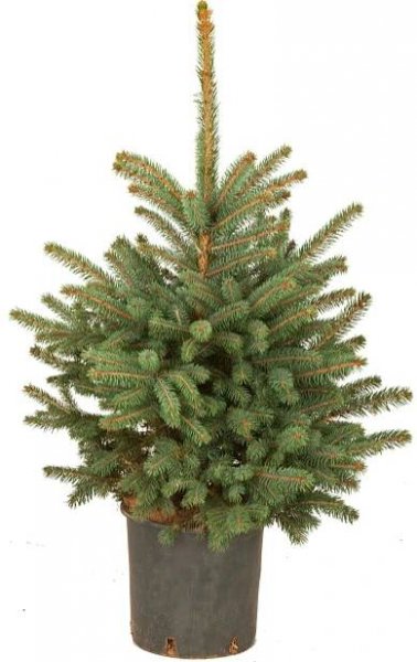 ABC Vánoční stromek v květináči Smrk pichlavý (Picea pungens) výška 40-60 cm