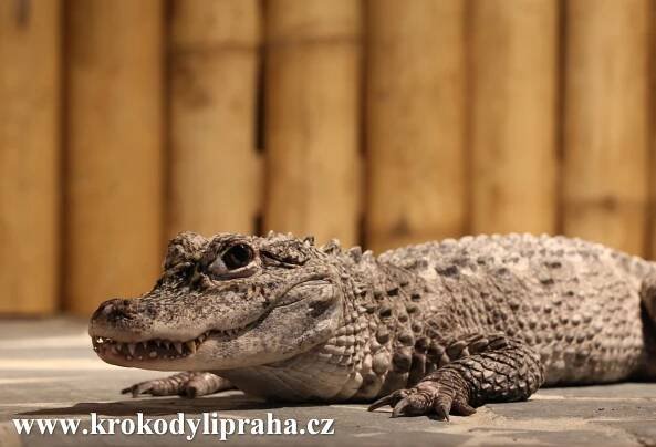 Krokodýlí Zoo Praha | Alarmové Systémy CZ s.r.o.