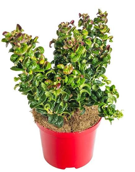 Leukothoe, Leucothoe axillaris Curly Red, velikost kontejneru 2.5 l | ZAZUMi.cz