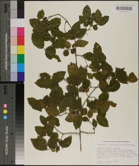 Sageretia minutiflora - Species Page - APA: Alabama Plant Atlas 