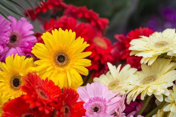 gerbera květiny vor prodej na trhu - gerbera - stock snímky, obrázky a fotky