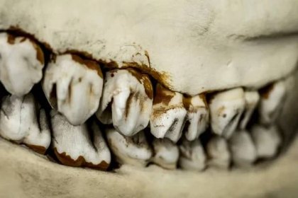 Zvířecí kostra v anatomickém muzeu — Stock obrázek