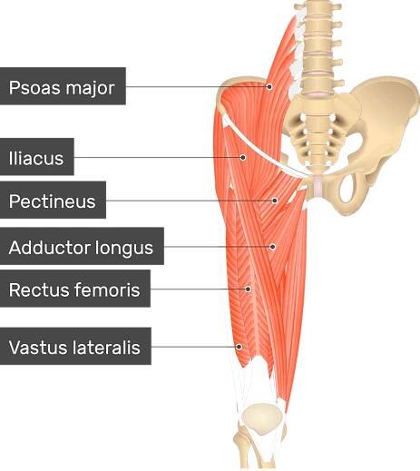 An image showing the lower limb muscles (Pectineus, Iliacus, Psoas major, Adductor longus, Rectus femoris, Vastus lateralis) which are covering the Vastus Medialis Muscle