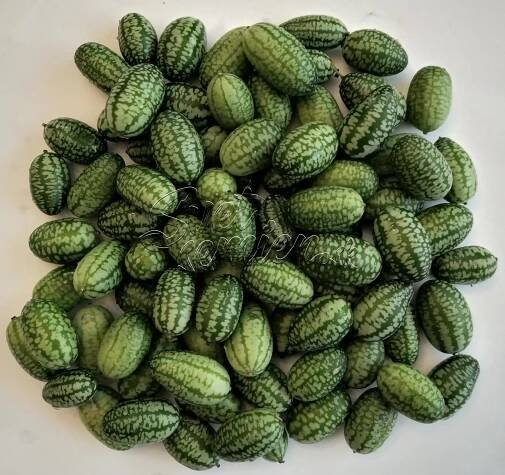 Cucamelon (Melothria scabra) 10 alebo 50 semien