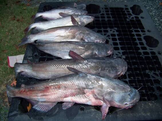 Fishing Trips