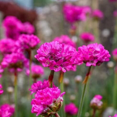 Trávnička přímořská 'Rosea' Růžová Zimozelená (Armeria maritima) Květináč 1L
