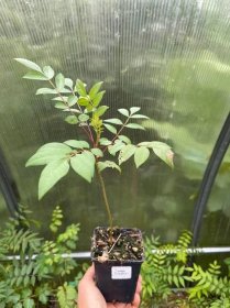 Škumpa lesklá - Rhus copallina, 15 semen