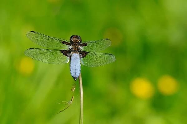 	A0780	 Vážka ploská (Libellula depressa)
