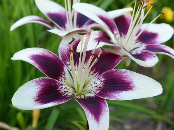 Growing Lilies - How to Plant & Care for Lily Flowers