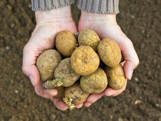 Tips On Saving Seed Potatoes For Planting Next Year