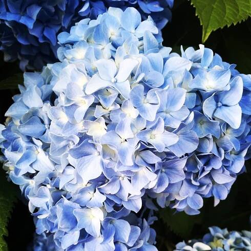 Hydrangea Flower Image picture　紫陽花　イメージ画像　和菓子作り教室　あじさいかん　あじさいきんとん　２０１６年６月２０日　生涯学習センター　クリエイトホール　東京都八王子市