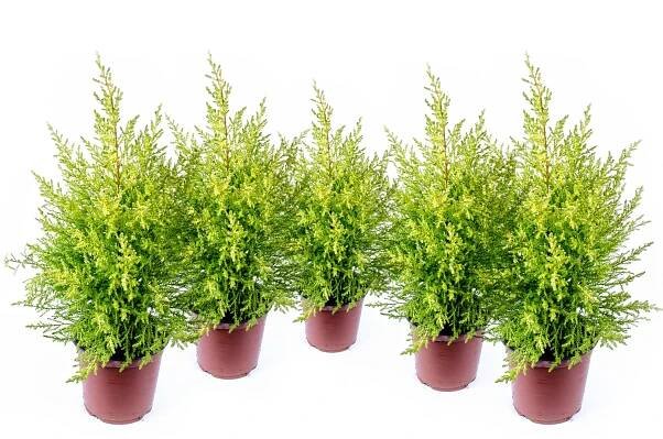 Cipreses en maceta preparados para plantar