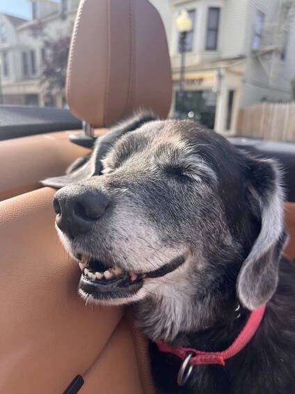 Meet the Winners of G&G’s Annual Good Dog Photo Contest – Garden & Gun