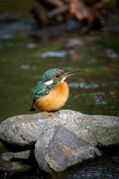 Ledňáček říční (Alcedo atthis)