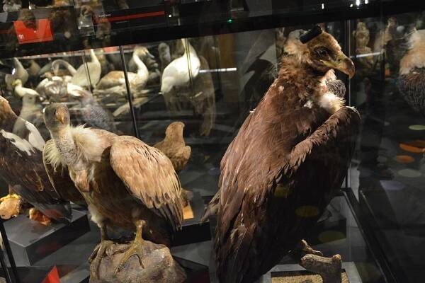 VIDEO: V Přerově se po rekonstrukci otevřela Ornitologická stanice